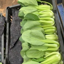 《上海青》油菜/辽宁上海青/常年供应/货源稳定/全国发货