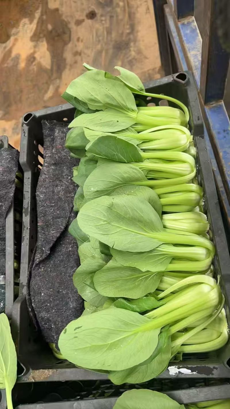 《上海青》油菜/辽宁上海青/常年供应/货源稳定/全国发货
