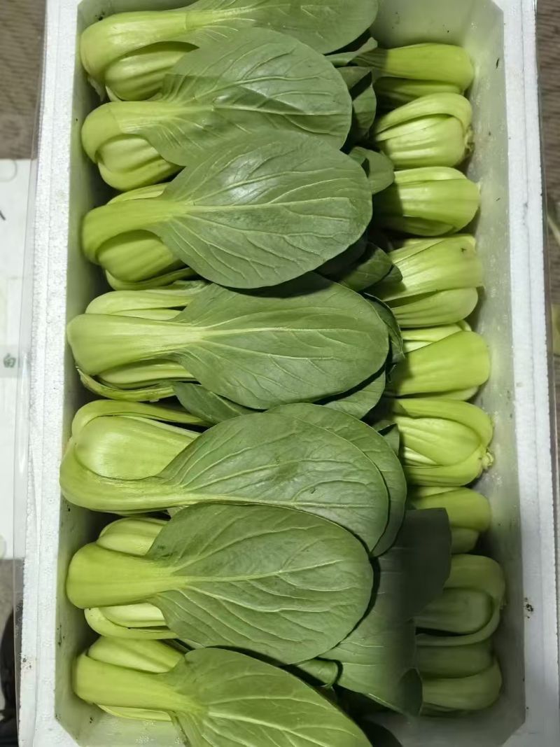 《上海青》油菜/辽宁上海青/常年供应/货源稳定/全国发货