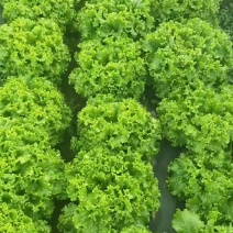 【散叶生菜】辽宁叶菜生菜/现货供应/品质保障/全国发货