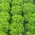 【散叶生菜】辽宁叶菜生菜/现货供应/品质保障/全国发货