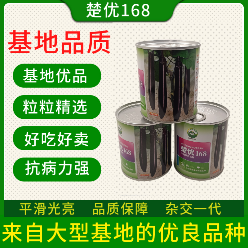 【楚优168】紫黑长茄种子基地优选中早熟茄子高产早春延秋