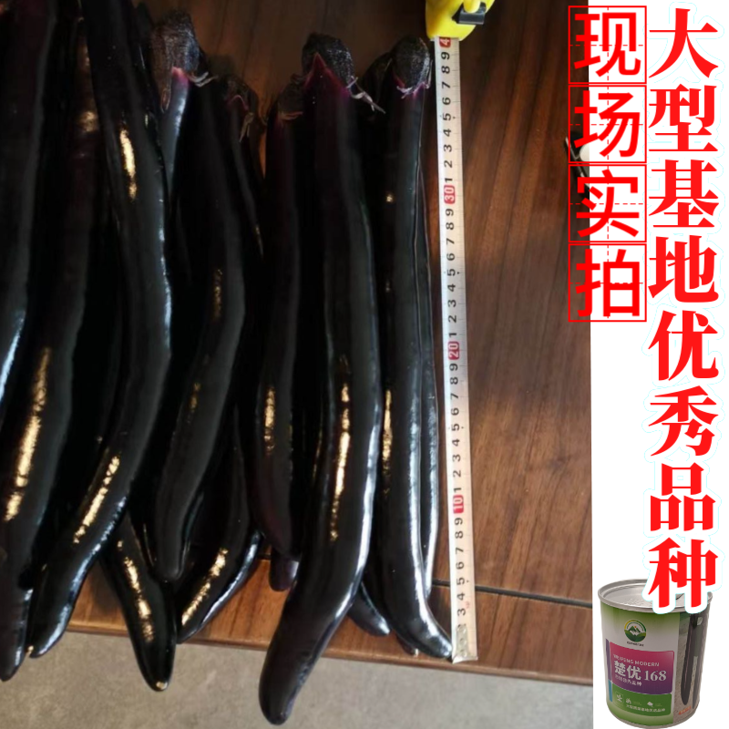 【楚优168】紫黑长茄种子基地优选中早熟茄子高产早春延秋