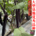 【楚优168】紫黑长茄种子基地优选中早熟茄子高产早春延秋