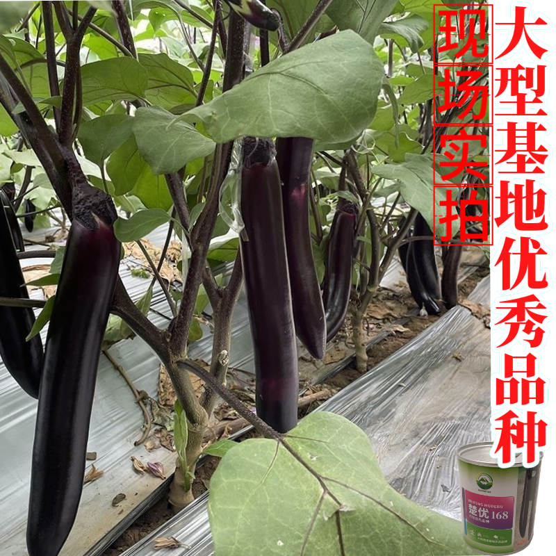 【楚优168】紫黑长茄种子基地优选中早熟茄子高产早春延秋