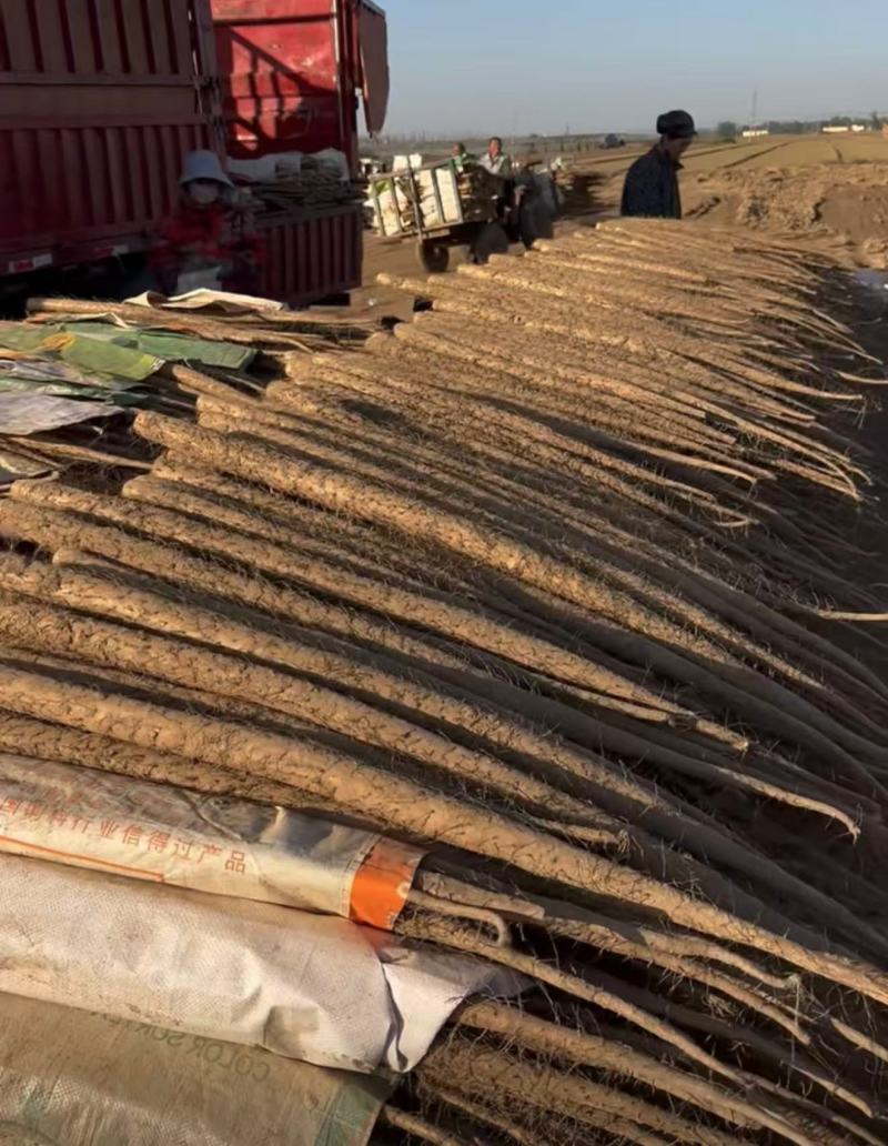 【河北产地热卖】麻山药量大质优价格优惠欢迎各大老板采购
