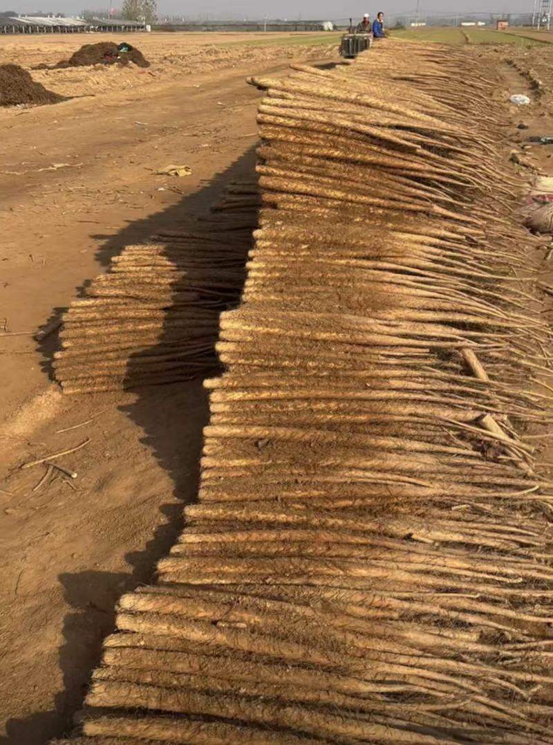 【河北产地热卖】麻山药量大质优价格优惠欢迎各大老板采购