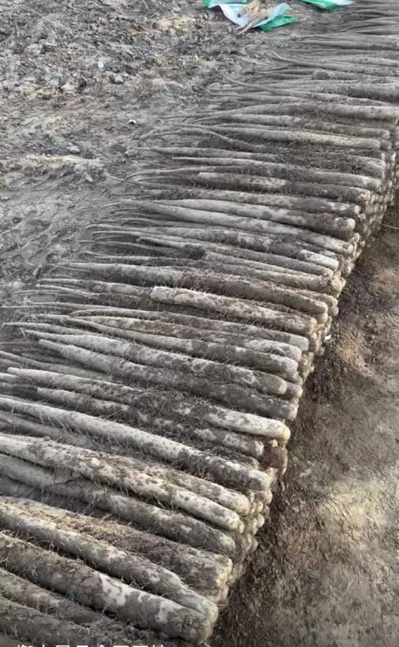 【河北产地热卖】麻山药量大质优价格优惠欢迎各大老板采购
