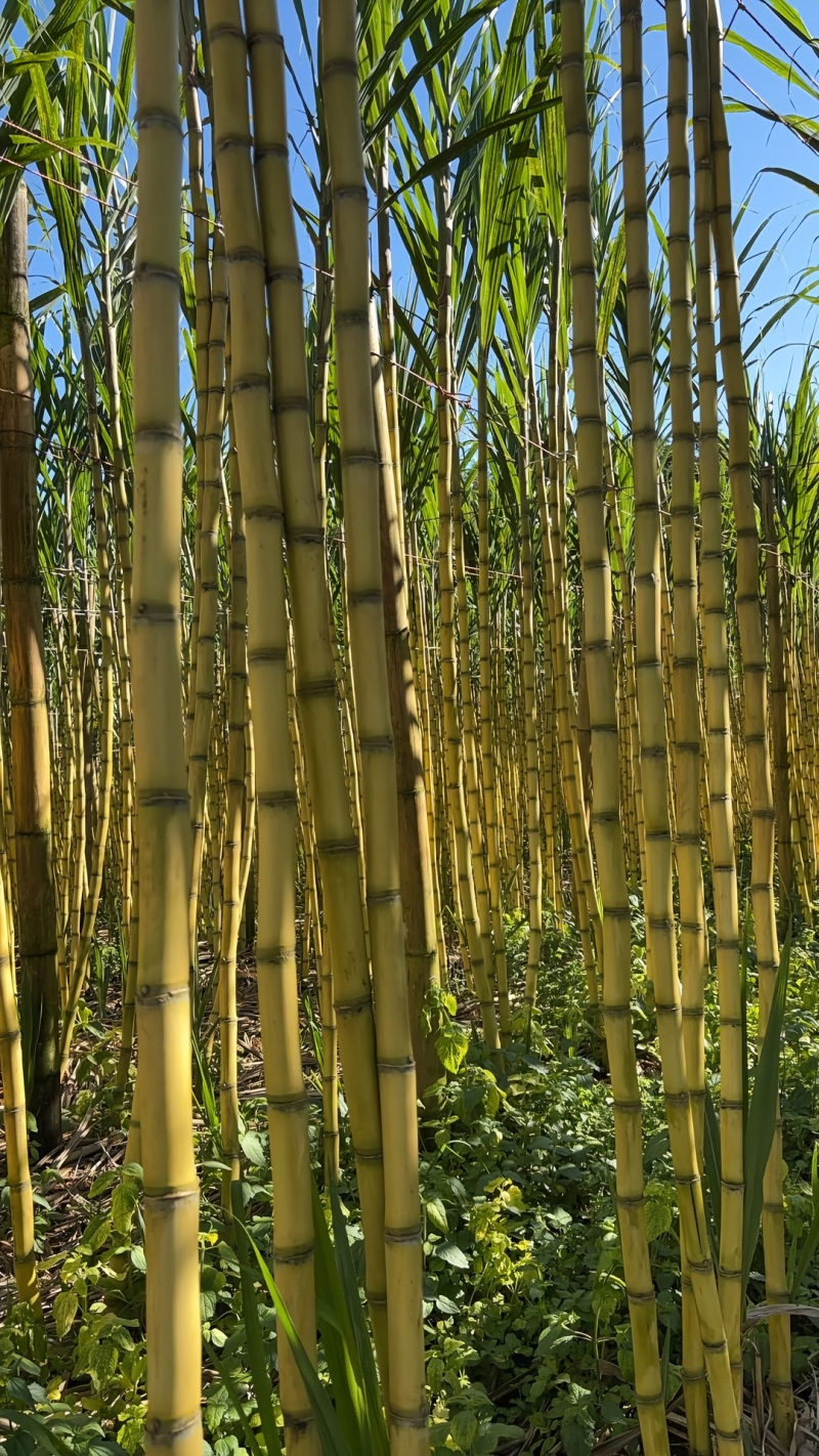 黄皮甘蔗薄皮脆甜多汁当季水果云南正宗新鲜甘蔗供应电商