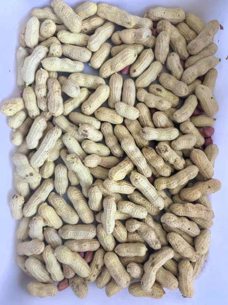 新货花生代壳价格实惠质量保证进店咨询