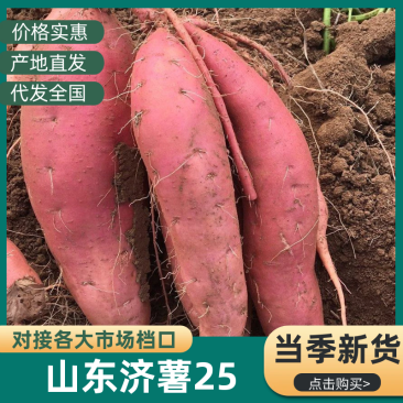 【热卖】山东优质济薯25地瓜百亩基地新鲜挖掘对接商超档口