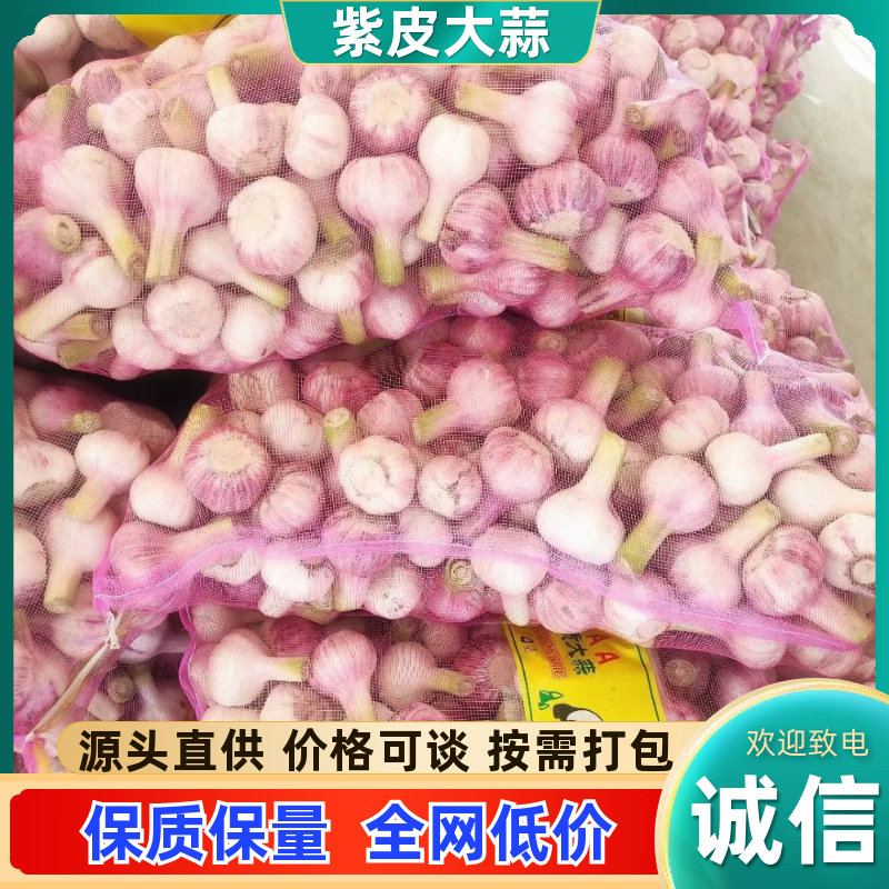 【推荐】江苏精品紫皮大蒜产地直销诚信经营对接商超档口
