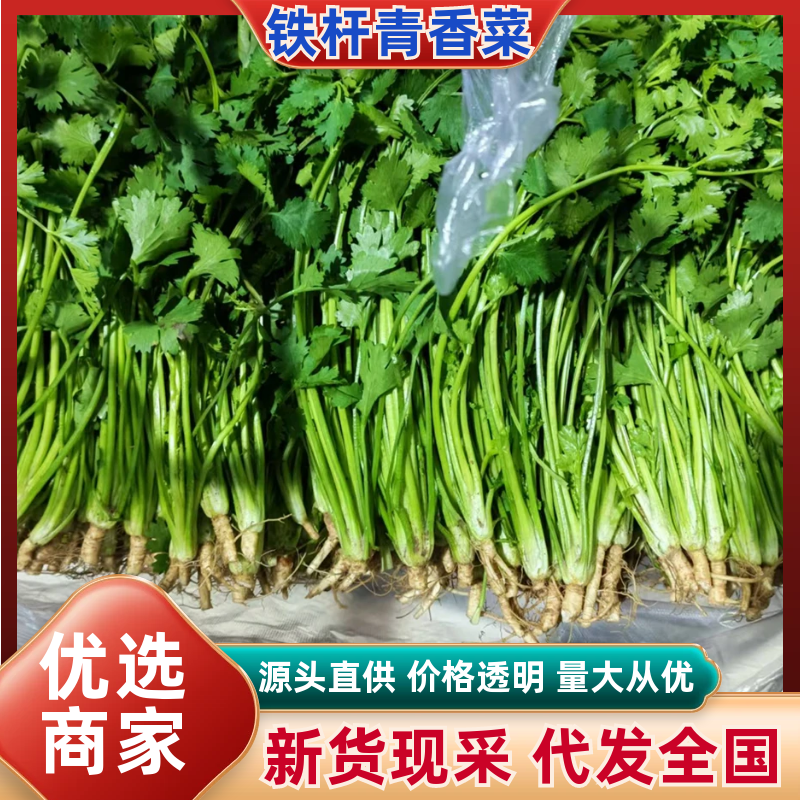 新品铁杆青中叶一级香菜价格透明市场直发质量保证
