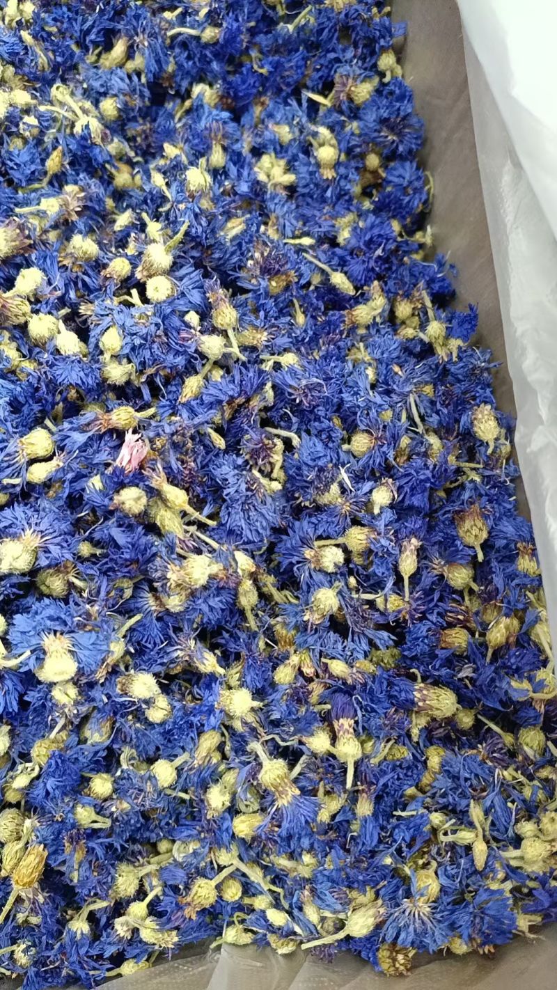 矢车菊矢车菊花瓣蓝色矢车菊粉红色矢车菊批发