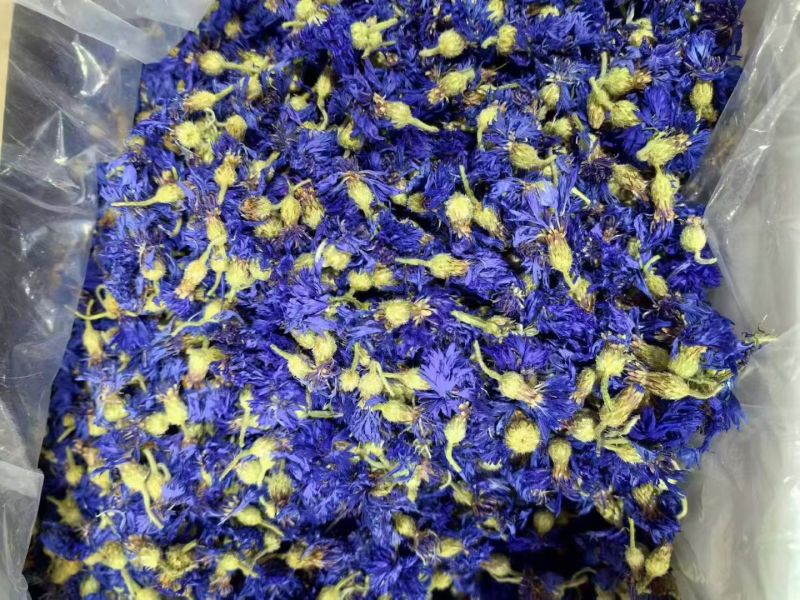矢车菊矢车菊花瓣蓝色矢车菊粉红色矢车菊批发