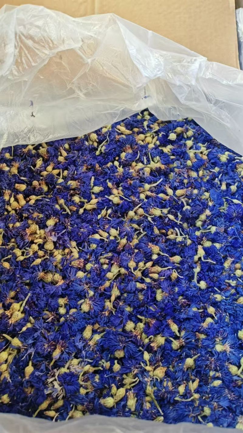 矢车菊矢车菊花瓣蓝色矢车菊粉红色矢车菊批发