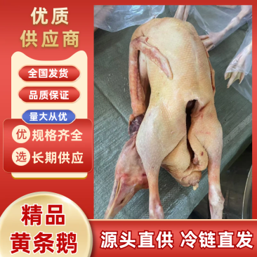 东北散养大鹅。黄条子嘎嘎干不打水农村散养鹅质量保证