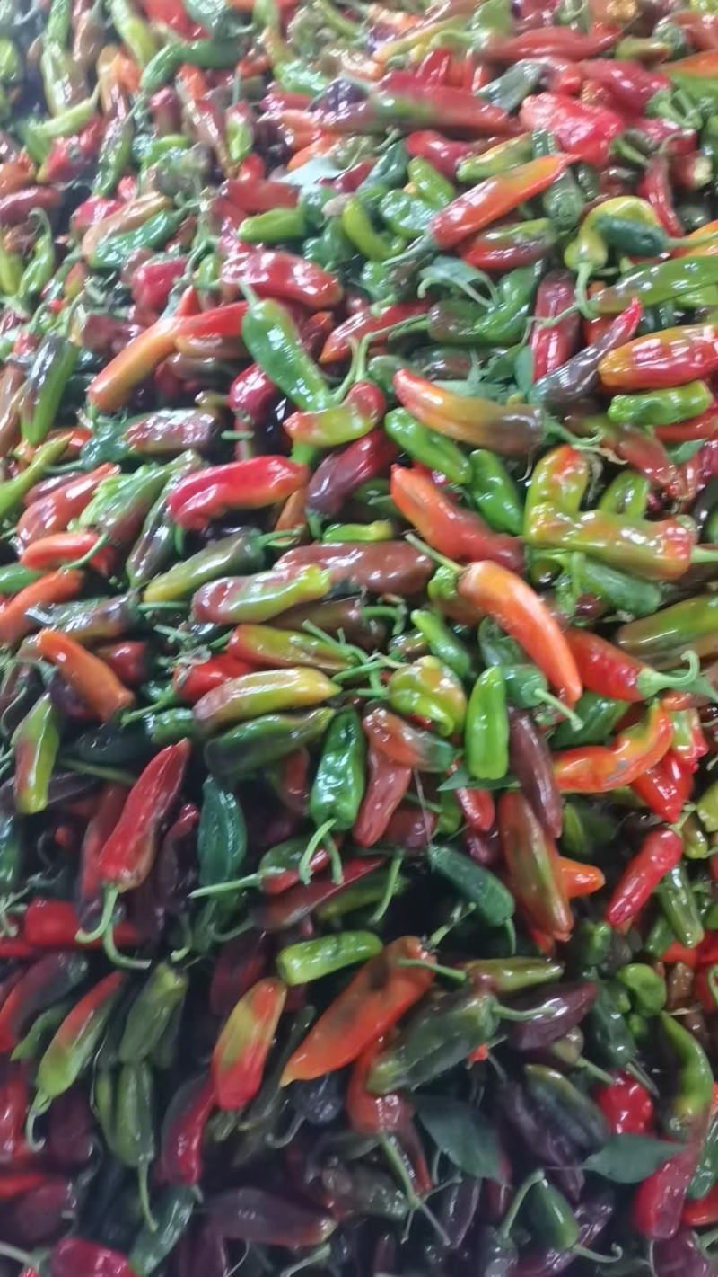 花辣椒价格合理电话联系量大从优视频看货电联