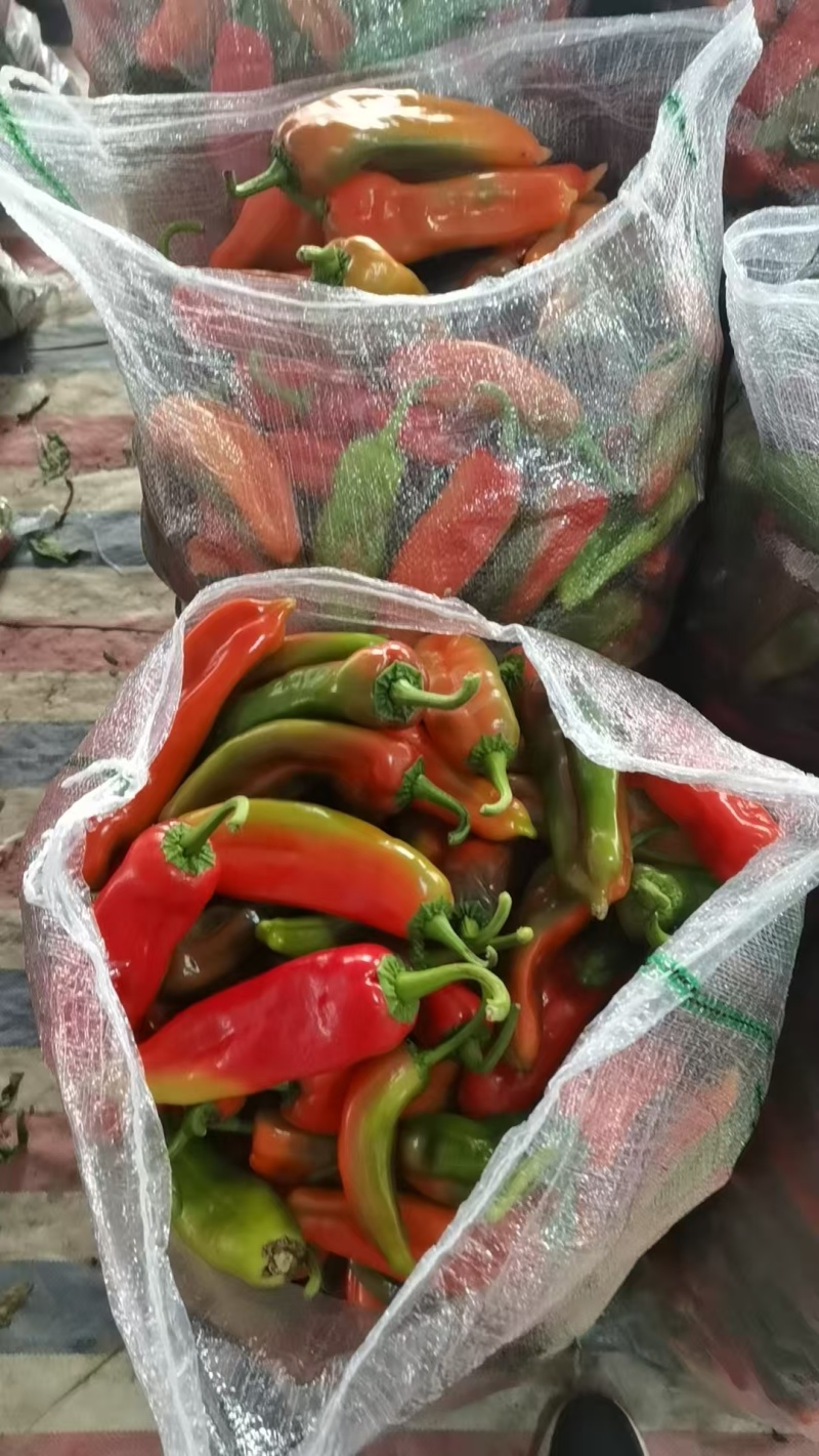 花辣椒价格合理电话联系量大从优视频看货电联