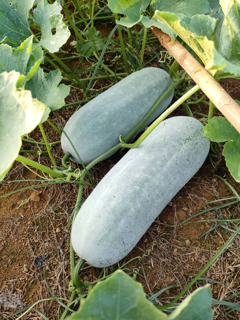 白粉皮毛节瓜（小米冬瓜）大量上市工厂货市场货大量供应