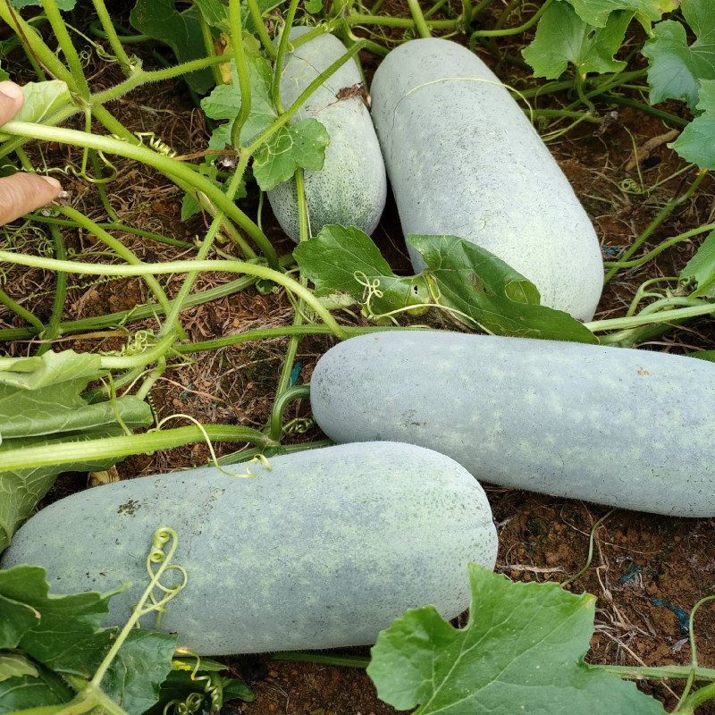 白粉皮毛节瓜（小米冬瓜）大量上市工厂货市场货大量供应