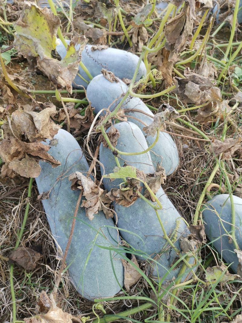 回头客多白皮毛节瓜口感好脆青甜可炒可炖汤2~5斤