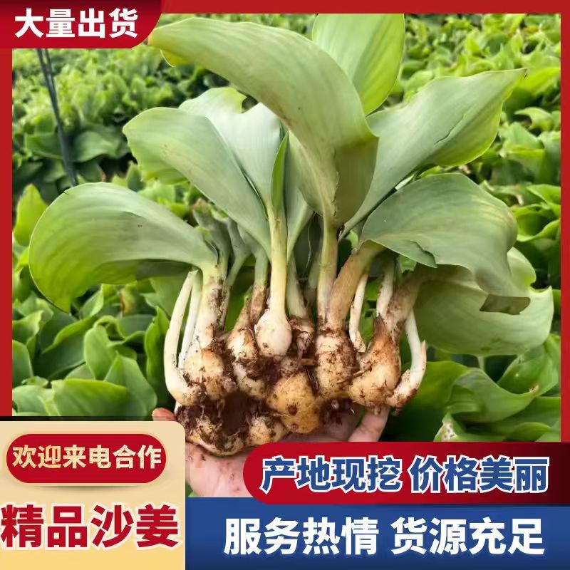 化州沙姜，大量新鲜现货速发，产品保质保量，欢迎选购