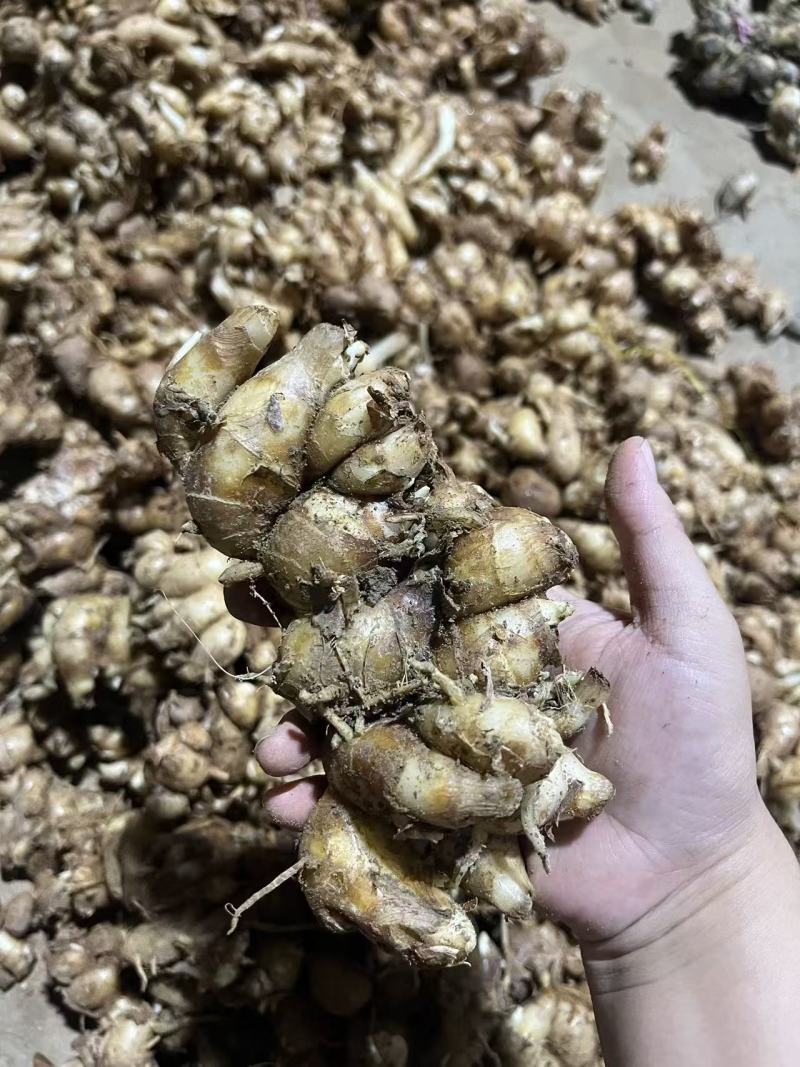 化州沙姜，大量新鲜现货速发，产品保质保量，欢迎选购