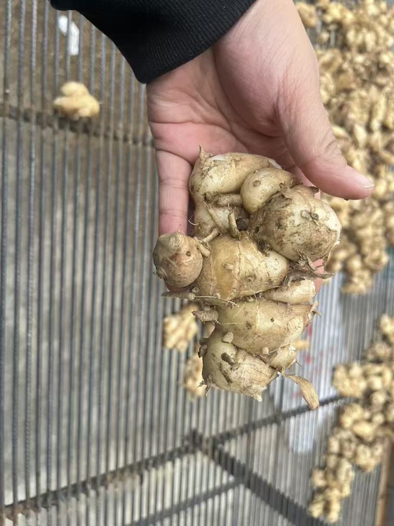 化州沙姜，大量新鲜现货速发，产品保质保量，欢迎选购