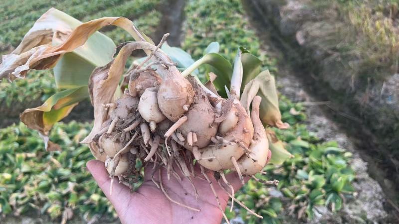 化州沙姜，大量新鲜现货速发，产品保质保量，欢迎选购