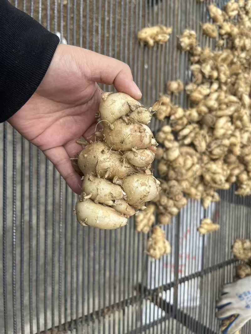 化州沙姜，大量新鲜现货速发，产品保质保量，欢迎选购