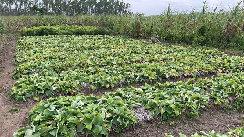 化州沙姜，大量新鲜现货速发，产品保质保量，欢迎选购