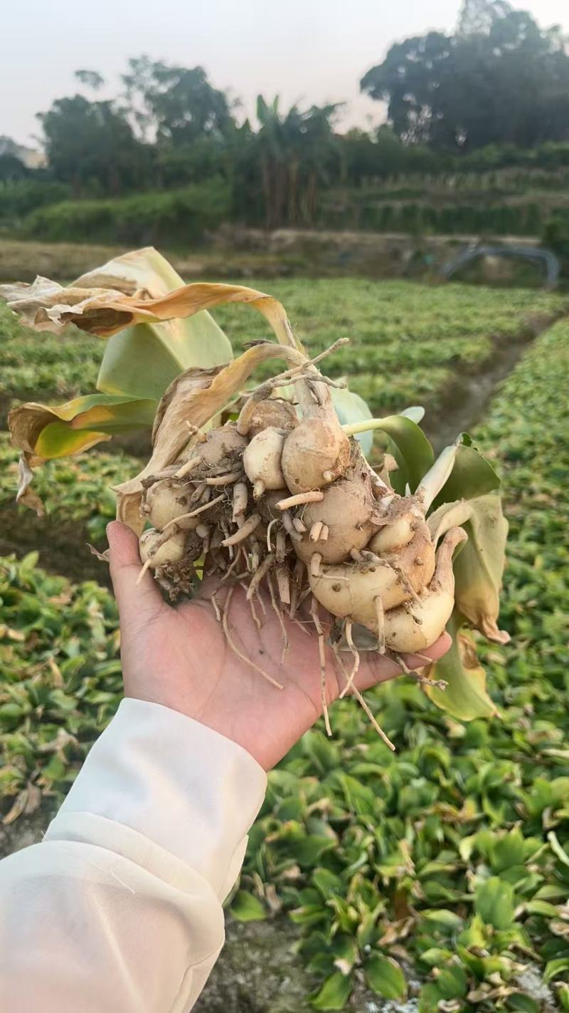 化州沙姜，大量新鲜现货速发，产品保质保量，欢迎选购