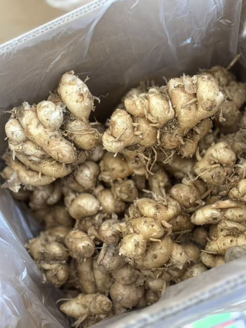 化州沙姜，大量新鲜现货速发，产品保质保量，欢迎选购