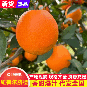 精品橙子纽荷尔脐橙大量上市对接全国市场各大商场，欢迎咨询
