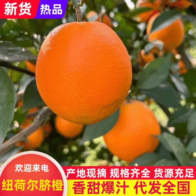 精品橙子纽荷尔脐橙大量上市对接全国市场各大商场，欢迎咨询