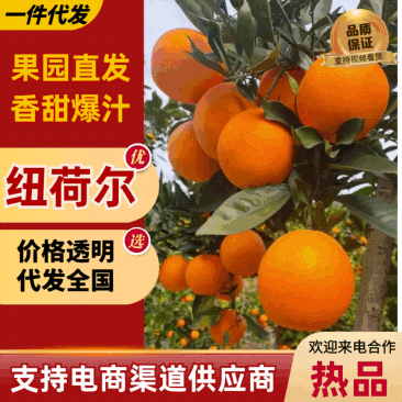 湘西纽荷尔脐橙看的见的品质，货源充足，新鲜采摘