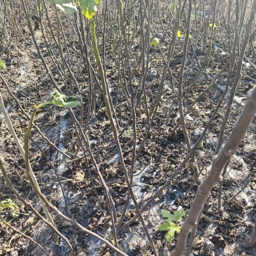 无花果苗基地直发保质保量价格实惠欢迎电联
