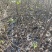 无花果苗基地直发保质保量价格实惠欢迎电联