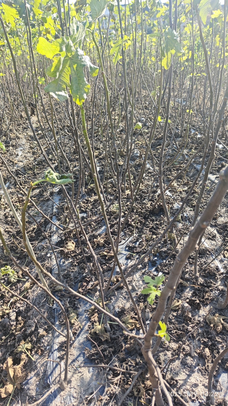 无花果苗基地直发保质保量价格实惠欢迎电联