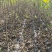 无花果苗基地直发保质保量价格实惠欢迎电联