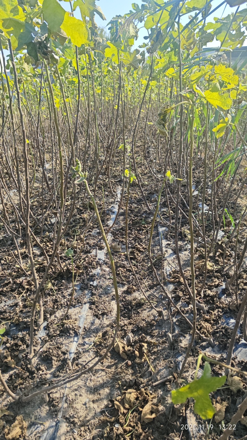 无花果苗基地直发保质保量价格实惠欢迎电联