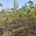 无花果苗基地直发保质保量价格实惠欢迎电联
