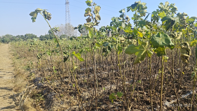 无花果苗基地直发保质保量价格实惠欢迎电联