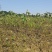 无花果苗基地直发保质保量价格实惠欢迎电联