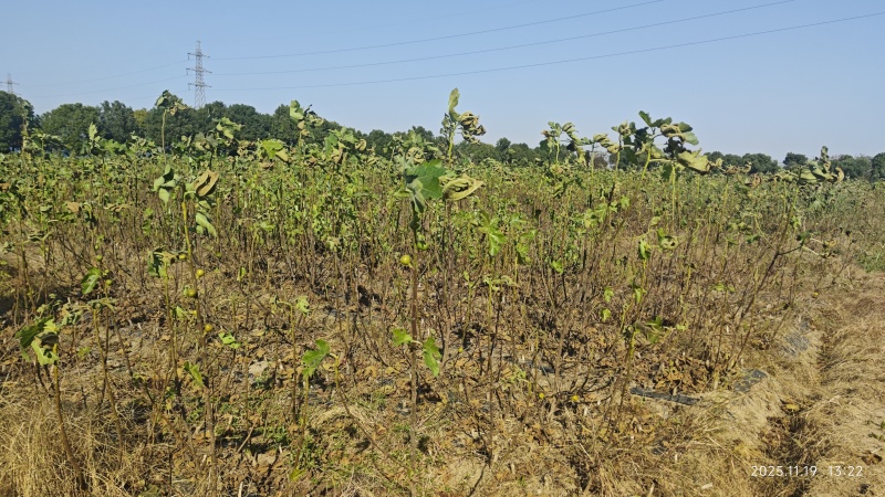 无花果苗基地直发保质保量价格实惠欢迎电联