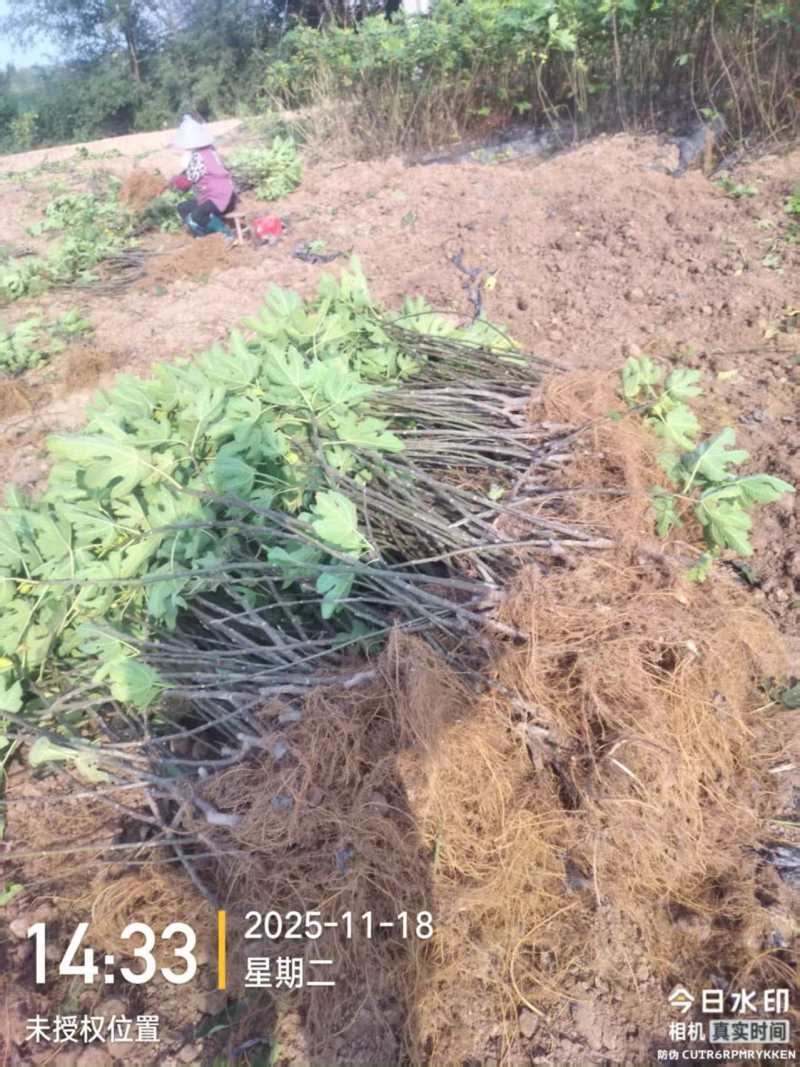 无花果苗基地直发保质保量价格实惠欢迎电联