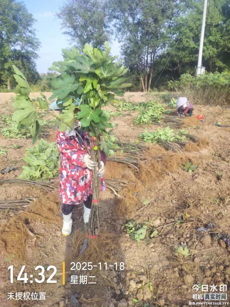 无花果苗基地直发保质保量价格实惠欢迎电联
