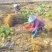 无花果苗基地直发保质保量价格实惠欢迎电联
