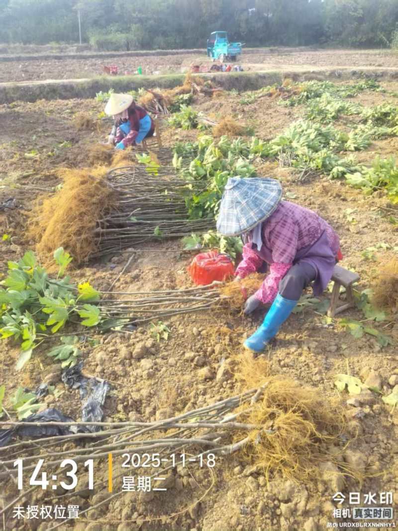 无花果苗基地直发保质保量价格实惠欢迎电联